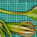 Bruguiera sexangula (Upriver Orange Mangrove) in East Trinity　オバナヒルギ<br />The groove on the upper side of petiole extends more than 2/3.<br />Canon KDX (400D) + EFS60 F2.8